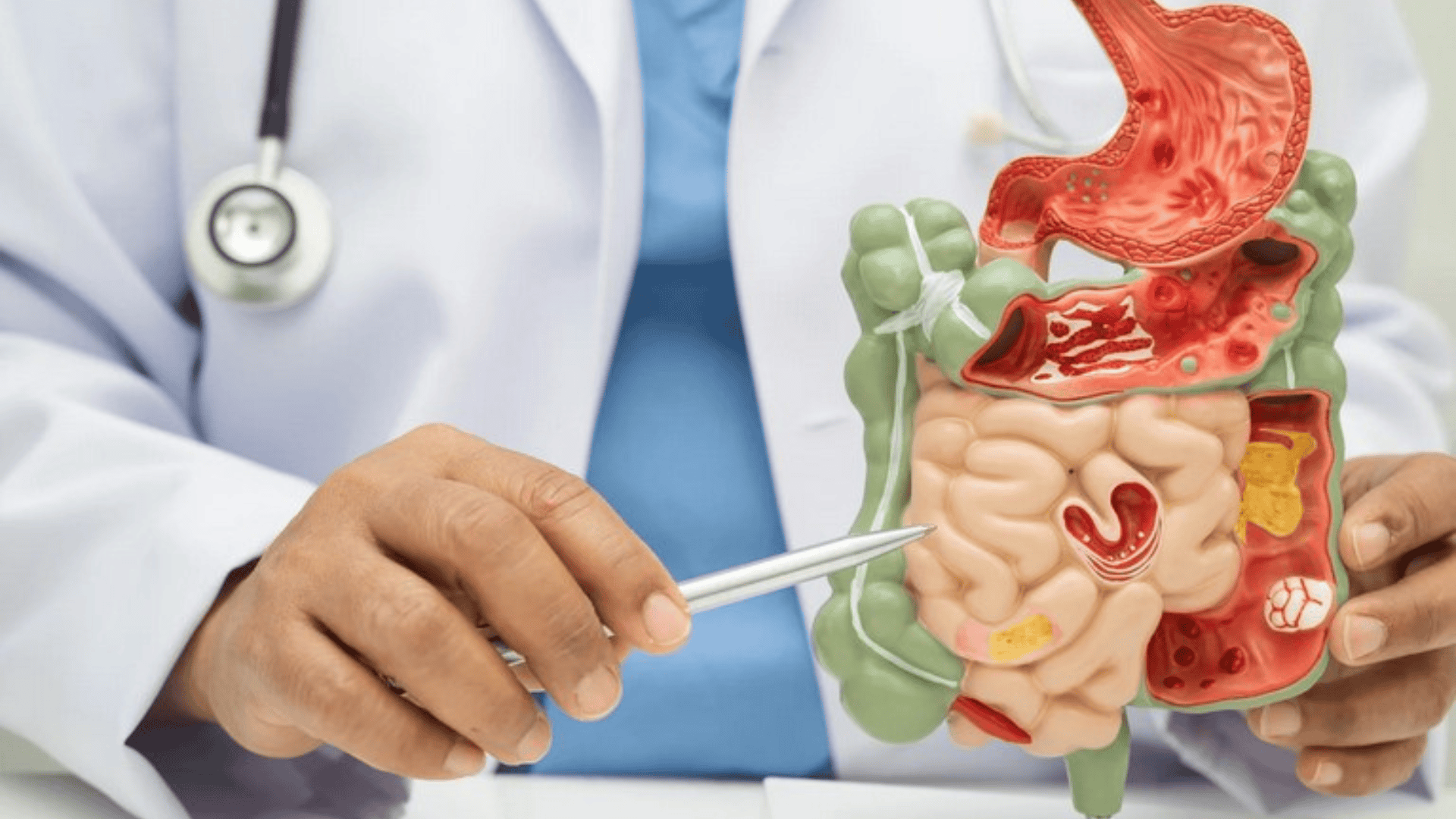 Modell des menschlichen Verdauungstrakts mit Fokus auf Darmgesundheit und Ernährung.